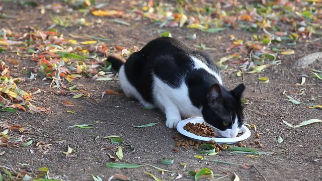 Undomestic black and white cat eating cat food