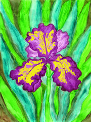 Violet-yellow iris, painting