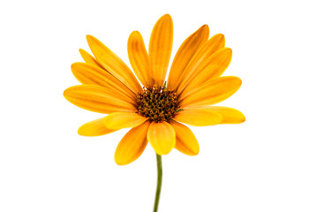 Osteospermum Daisy