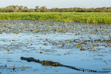 Crocodile surrounded by waterlilies in blue water Kakadu Australia
