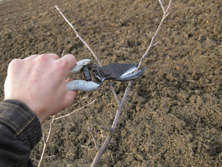 Pruning shears trees