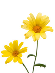 yellow daisy isolated