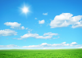 Fototapeta premium Green field under blue sky