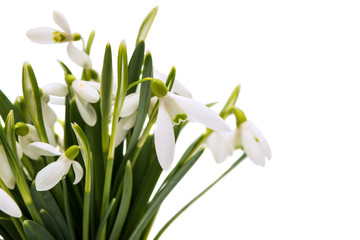 beautiful snowdrop flower white isolated