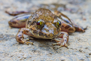 Closeup of Asian River Frog