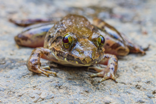 Closeup of Asian River Frog