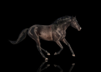 Fototapeta na wymiar isolate of the black horse