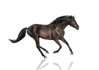 Fototapeta na wymiar isolate of the black horse