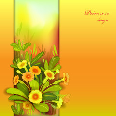 Orange yellow primroses
