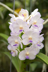  Vanda Orchid