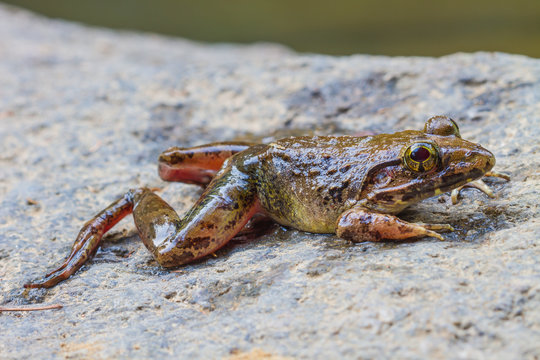 Closeup of Asian River Frog