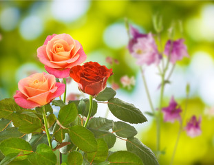 image of beautiful roses in the garden