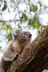 Wild koala at Great Otway National Park in Australia