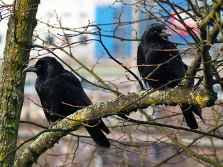 Krähen im Baum