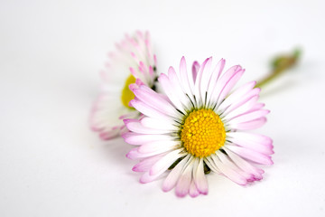 Gänseblümchen © VRD