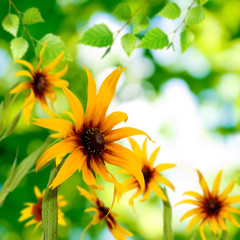 image of yellow flowers in the garden close-up