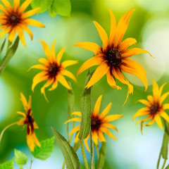 image of yellow flowers in the garden close-up