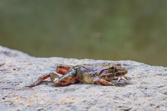 Closeup of Asian River Frog