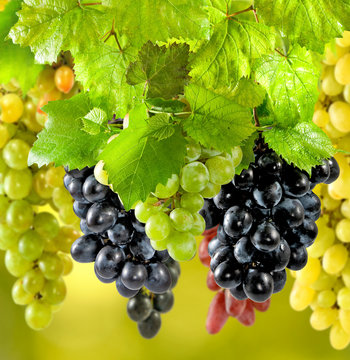 many ripe grapes on a green background in the garden