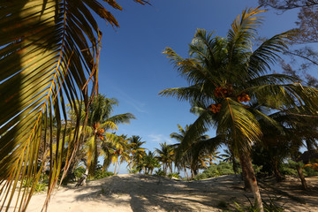 Fototapeta na wymiar Caribbean landscape