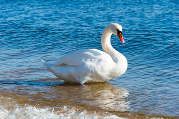 Beautiful white swan