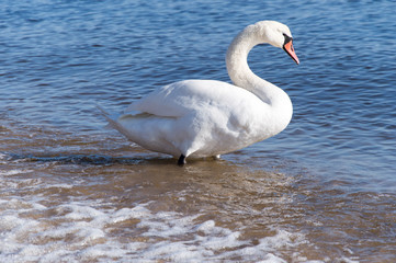Fototapeta premium White swan on the coast of Baltic.