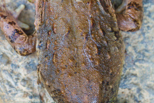 Closeup skin of Asian River Frog