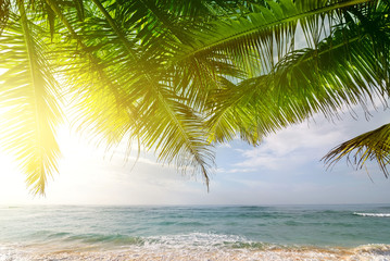 Obraz na płótnie Canvas Palms and ocean at sunrise