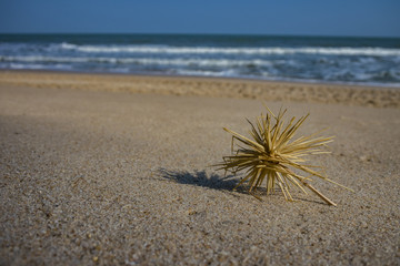 Dry grass on the beach