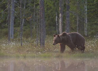 Fototapeta na wymiar Brown bear (Ursus arctos) in the misty bog. Misty landscape with bear.