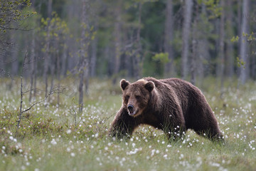 Male brown bear walking in bog late in the evening