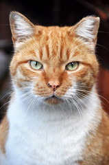 red color cat portrait