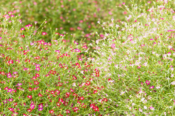 Close up little gypsophila flowers