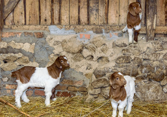 Baby Goats on farm