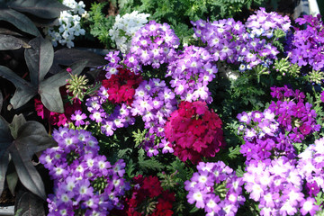 violette Bl&uuml;ten