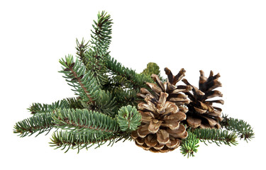 branch of fir-tree and cone