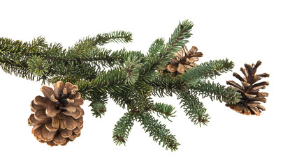 branch of fir-tree and cone