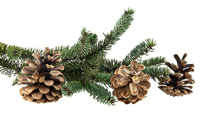 branch of fir-tree and cone