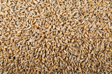 Grains of wheat in closeup