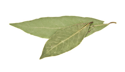 Obraz premium laurel sheet