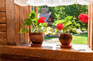Geranium flowers on the window of old rural wooden house in sunn