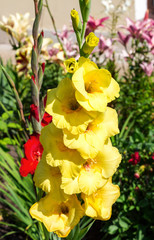 Naklejka na ściany i meble Beautiful fresh yellow fresh gladiolus flower on blur green back