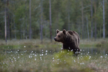 Naklejka na ściany i meble Brown bear (Ursus arctos) in moor with forest background. Brown bear in bog with forest background. Taiga. Finland.