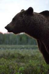 Brown bear (Ursus arctos) portrait. Brown bear contour. Brown bear silhouette.