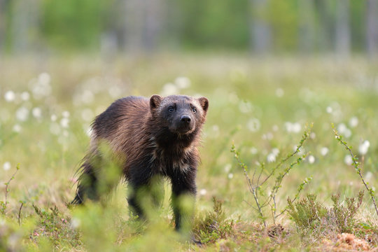 Wolverine (Gulo gulo) portrait. Wolverine in bog. Wolverine in moor. North-Karelia. Finland.