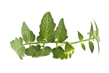 leaves tomatoes