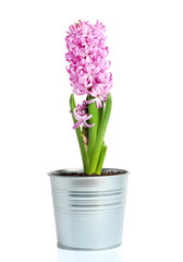 Hyacinth flower pot isolated white background
