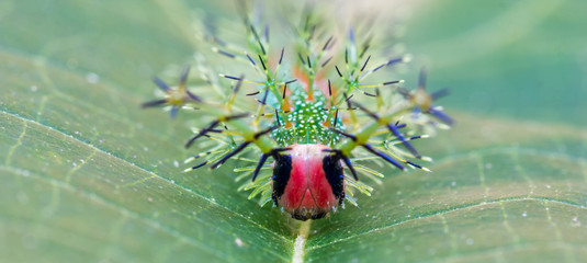 Lagarta verde na folha.