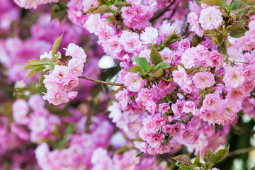 spring background. spring blossoming tree with pink background