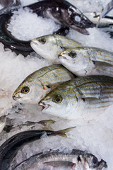 Fresh raw  fish in the market.  Various fishes  on ice